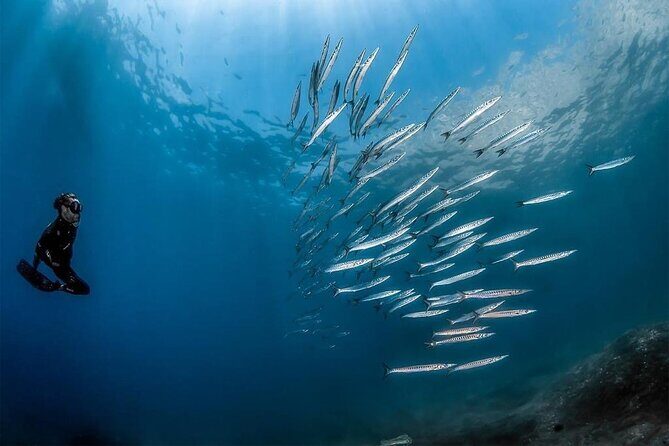 Afternoon snorkelling guided by a marine biologist in Sorrento - Meeting at Via Marina Grande (and staying close to transit)