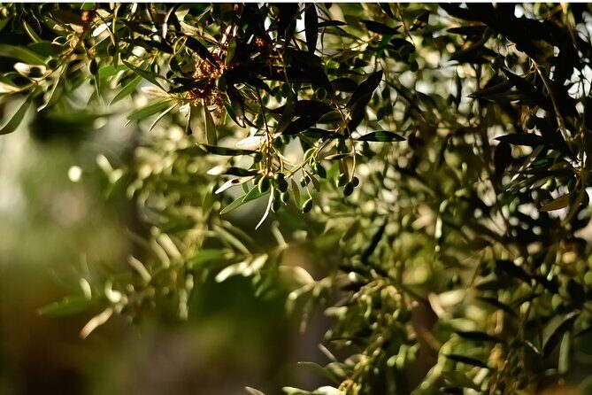 All Inclusive Pompeii, Pizza Class & Olive Oil Experience - Olive oil mill demo and tasting: the craft behind the oil