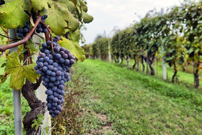 All Inclusive Pompeii, Vesuvius, wine tasting & light lunch - The real value: logistics handled, people matter