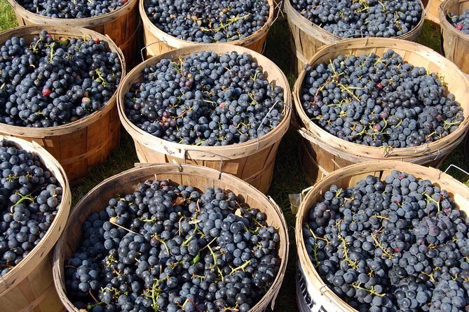 All Inclusive Pompeii, Vesuvius, wine tasting & light lunch - Who this tour is best for (and who should think twice)