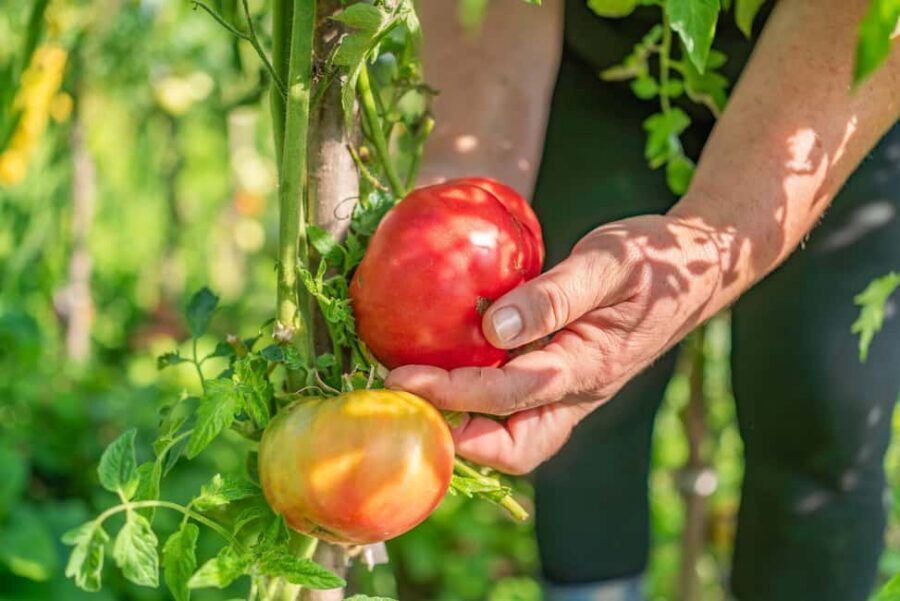 Amalfi Coast: Pizza & Mozzarella Class with Farmhouse visit - What makes this class worth your time