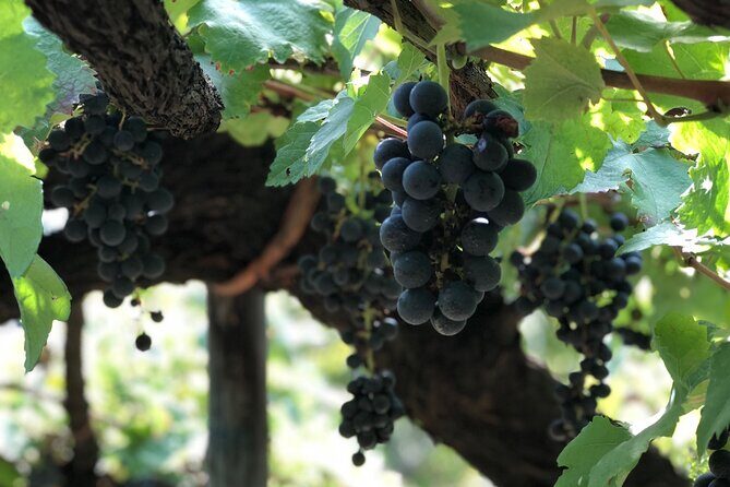 Amalfi coast private tour with Amalfi Ravello and Wine Tour from Positano - Lunch that actually fits the day (and options if you have to plan)