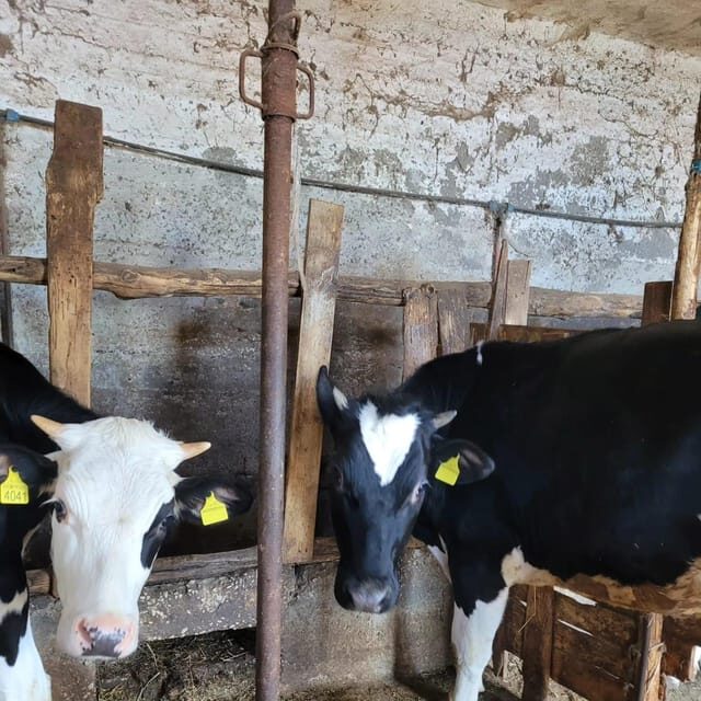 Amalfi: Learn how to make pasta, mozzarella and tiramisù! - The farm table: organic products, wine, and what you actually eat