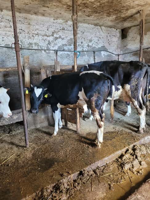 Amalfi: Milk the cows, Make Pasta, Mozzarella and Tiramisù! - Key highlights at a glance