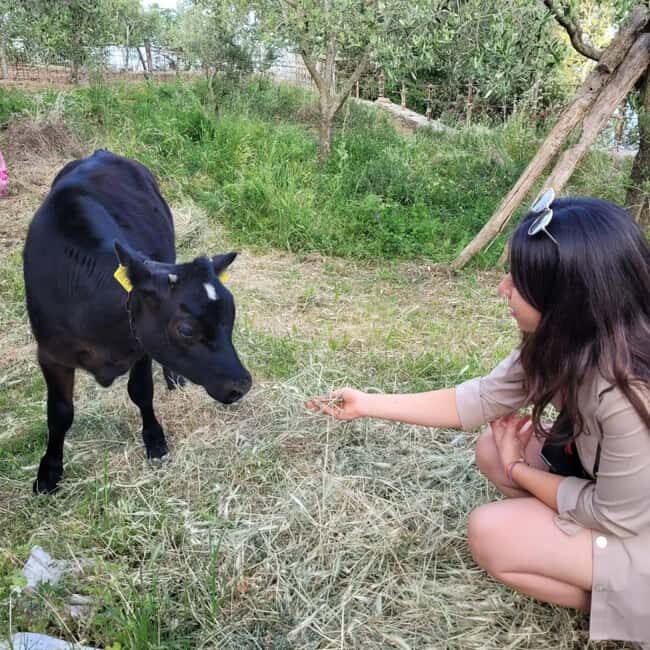 Amalfi: Milk the cows, Make Pasta, Mozzarella and Tiramisù! - Agerola Farm Day: Milking Cows and Making Fiordilatte Mozzarella