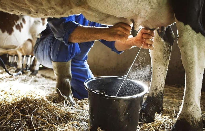 Amalfi: Milk the cows, Make Pasta, Mozzarella and Tiramisù! - Meeting Valentino’s Family in a Centuries-Old Farmhouse