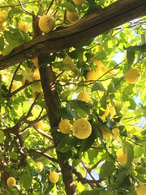 Amalfi Organic Lemon Tour & Tasting in the Historical Garden - Lemon varieties in the grove: Sfusato and more