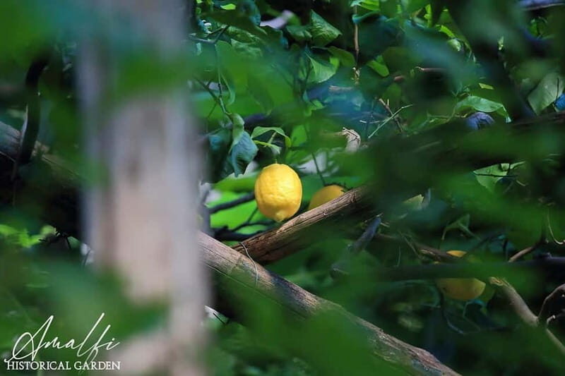 Amalfi Organic Lemon Tour & Wine Tasting + Dinner or Lunch - Should you book this Amalfi Organic Lemon Tour + Wine Tasting?