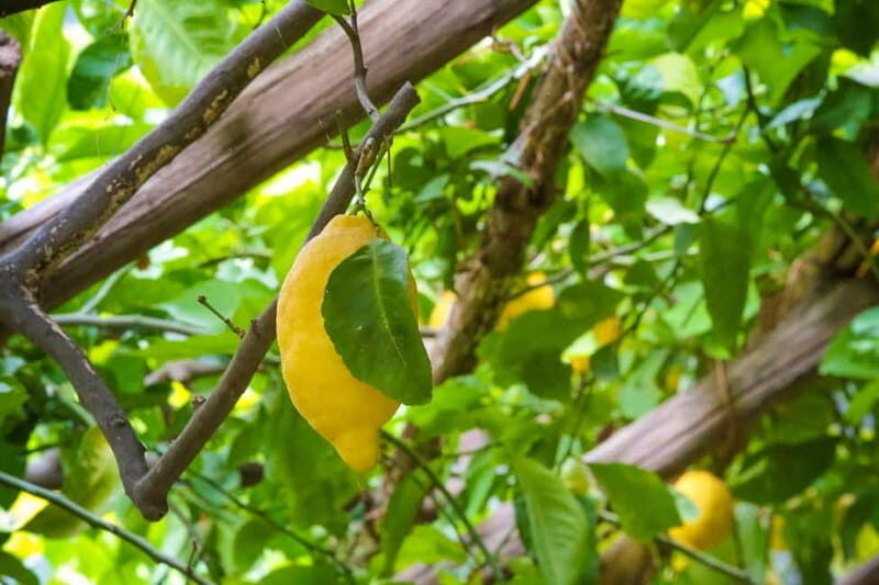 Amalfi Organic Lemon Tour & Wine Tasting + Dinner or Lunch - Walking the lemon groves: what organic farming feels like