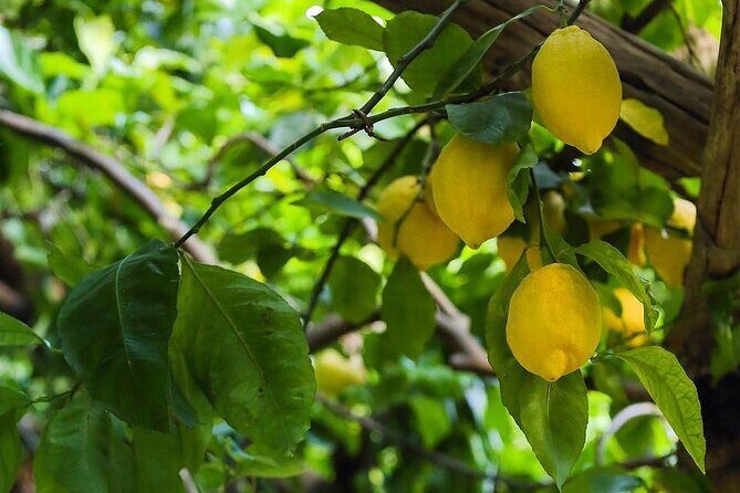 Authentic Amalfi Lemon Tour & Tasting in the Historical Garden - Price and Value: What $49.48 Buys You in Real Terms