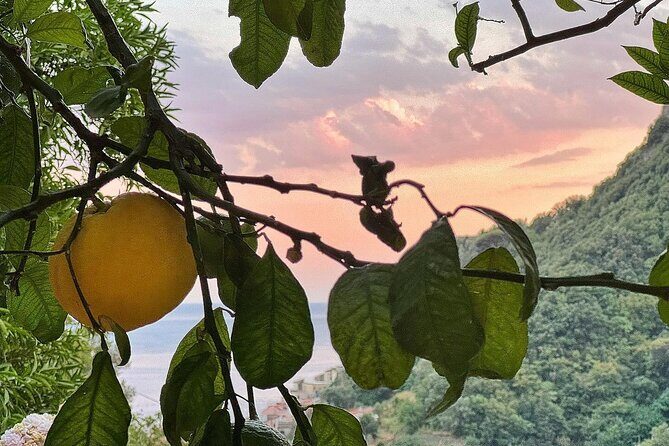 Authentic Amalfi Lemon Tour & Tasting in the Historical Garden - The Terrace-Farming Walk: Views, Stops, and Why “Hard to Preserve” Matters