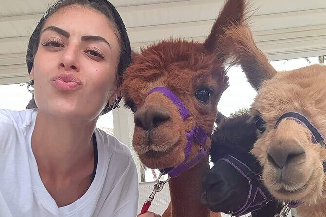 Calabrian Alpacas Sunset Beach Experiences Pizzo VV AlpacSelfies - Key things to know before you go