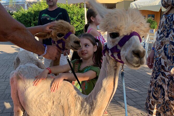 Calabrian Alpacas Sunset Beach Experiences Pizzo VV AlpacSelfies - Sunset Alpacas at Costa degli Dei: the vibe you’re paying for
