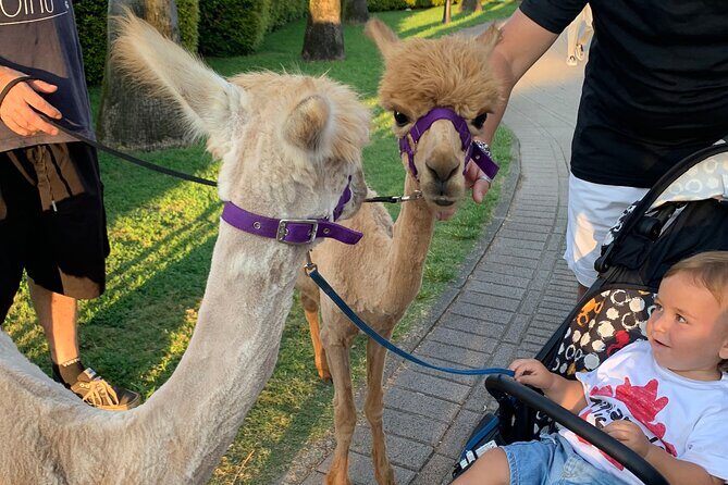 Calabrian Alpacas Sunset Beach Experiences Pizzo VV AlpacSelfies - Walking the shoreline with your alpaca: cues, selfies, and sea-cooled calm