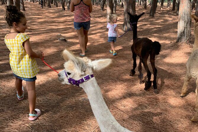 Calabrian Alpacas Sunset Beach Experiences Pizzo VV AlpacSelfies - Price and value: what $36.14 buys you in real terms
