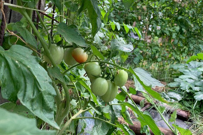 Cook and Eat in a Citrus Grove in Sorrento - Eggplant or Courgette Parmigiana: Comfort Food, Made in Steps