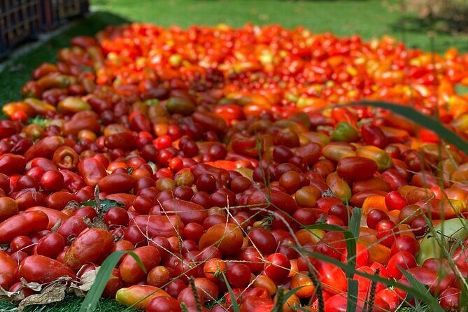 Cook and Eat in a Citrus Grove in Sorrento - The Peasant Menu, Wine, and What You Really Leave With