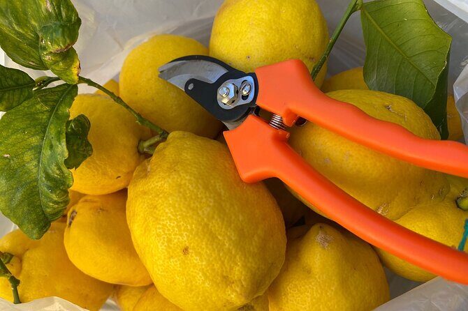 Cooking Class: hand made pasta from scratch in Sorrento - Who this pasta-and-lemon class is for