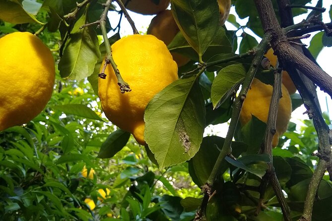 Cooking class in Capri for small groups - The lemon-garden start: why the morning flow matters