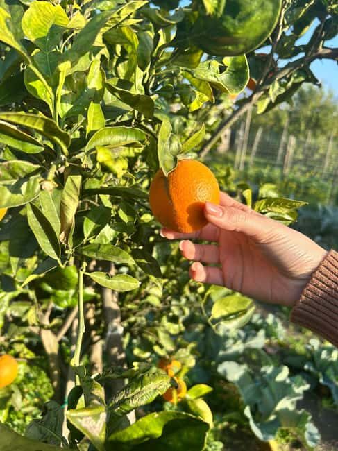 Cooking Class w/Italian Mamma from Pompei! - Garden ingredients and why that affects your dinner