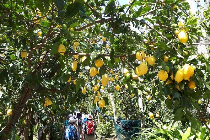 DISCOVER SORRENTO, food &Walking tour . Lemons-cheese&olive oil - Bruschetta, salami, olives, and wine: the meal moment