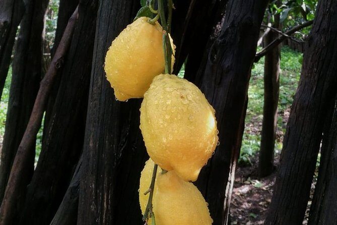 DISCOVER SORRENTO, food &Walking tour . Lemons-cheese&olive oil - Narrow-lane walking + product basics: how the guide makes it click