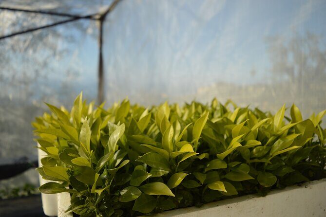 Discovery Tour of Sorrento Lemon in Massa Lubrense - Adult citrus trees and rootstock logic you can follow