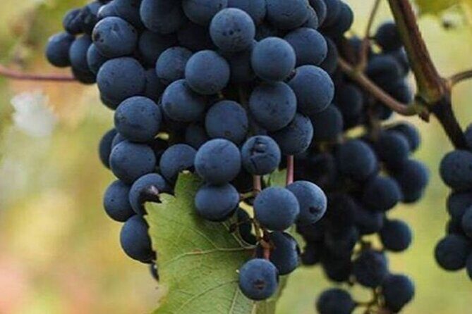 Farm-to-Table Experience: Olive Oil, Garden Tour & Nonna’s Lunch - A Farm-to-Table Day in the Sorrento Hills