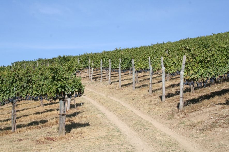 From Naples: Irpinia Wine Tour with 6 Tastings - Key details you’ll care about