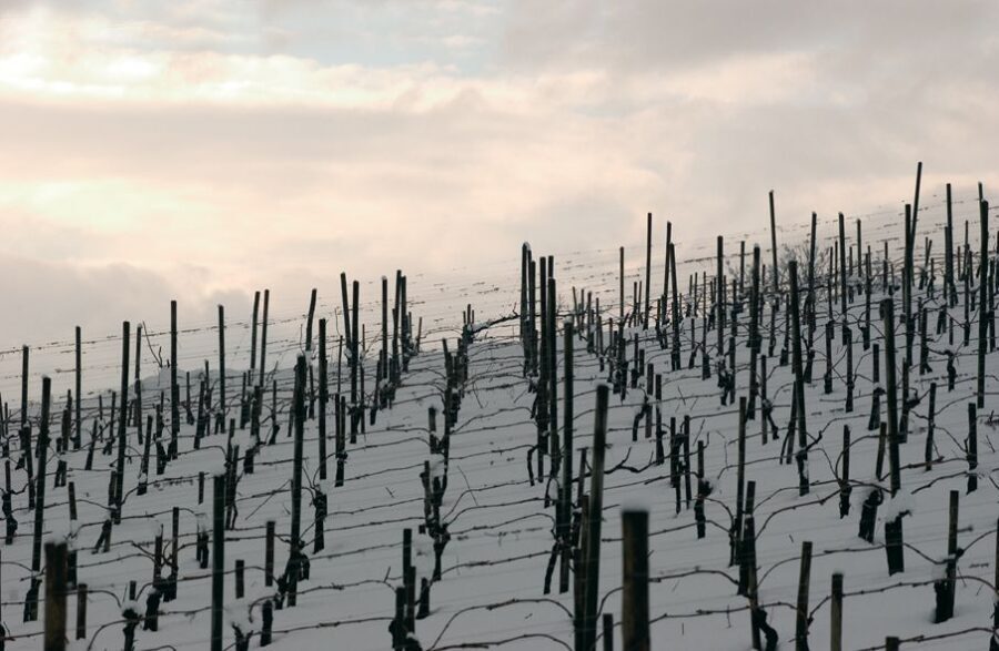 From Naples: Irpinia Wine Tour with 6 Tastings - Should you book the Irpinia Wine Tour from Naples?