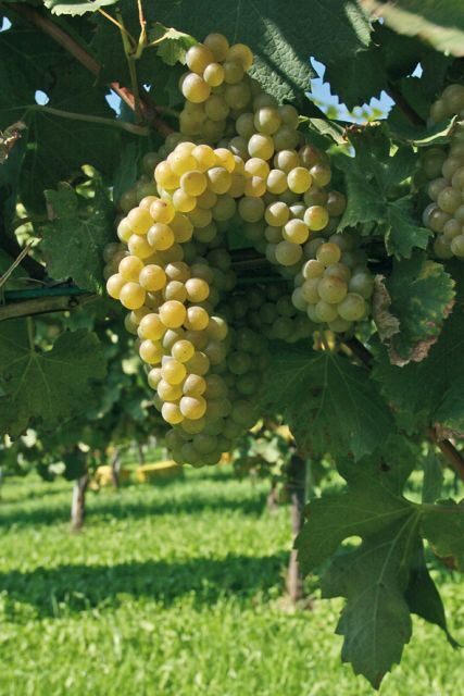 From Naples: Irpinia Wine Tour with 6 Tastings - Midday break: staying fueled for the Aglianico run