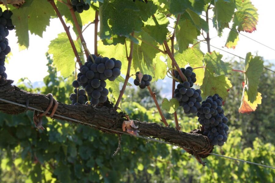 From Naples: Irpinia Wine Tour with 6 Tastings - What’s included (and what’s not): value math that makes sense