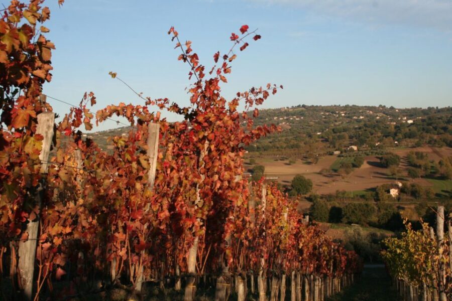 From Naples: Irpinia Wine Tour with 6 Tastings - Group size and guide energy: why it feels personal