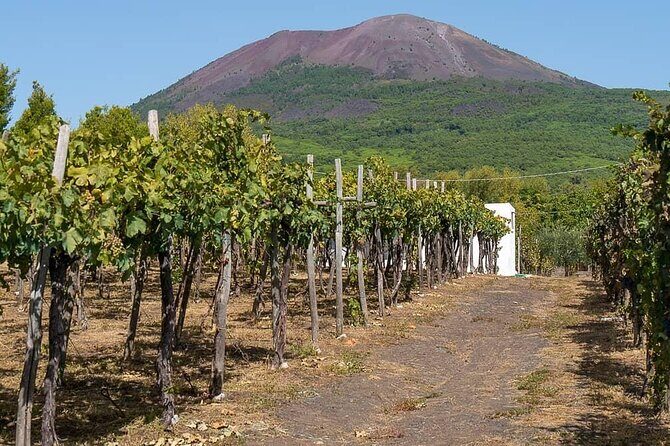From Naples: Pompeii & Wine Tasting" Private Day Tour - Vineyard lunch and wine tasting: the reset after Pompeii