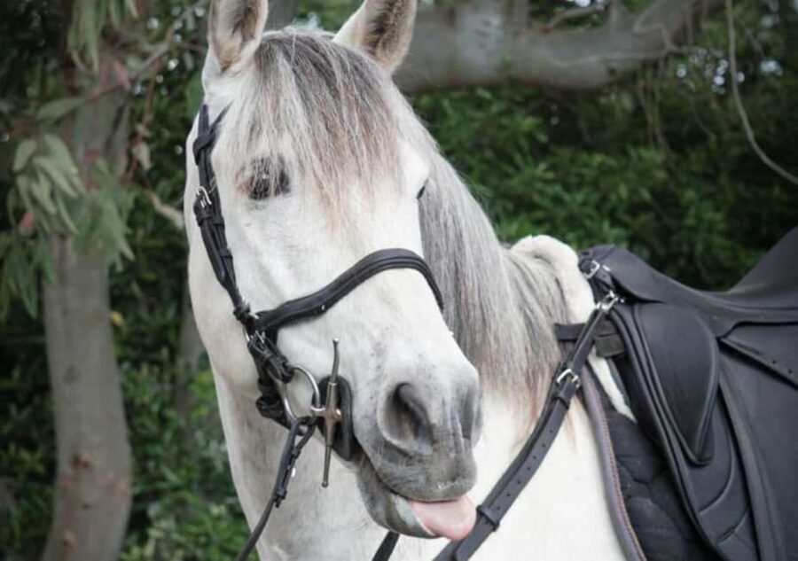 From Pompeii: Mount Vesuvius Horseback Riding Tour - Ranch Time First: Meet the Horses and Learn Their Behavior