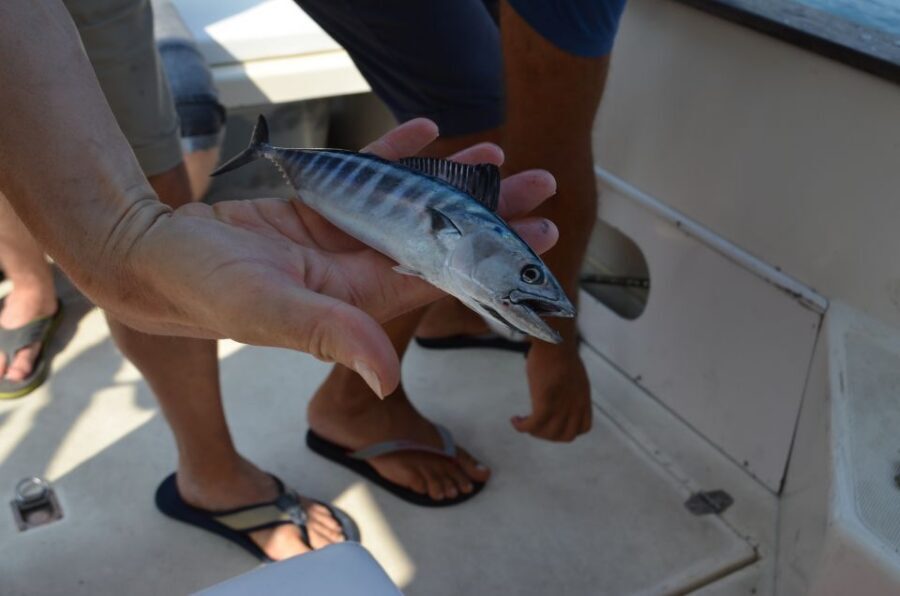 From Sorrento: Fishing in Capri with Lunch - Lunch on board: catch of the day, served with wine