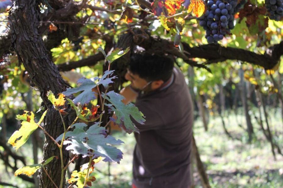 From Sorrento: Full-Day Pompeii & Wine Tasting Tour - Key Highlights (Why This Tour Feels Worth It)