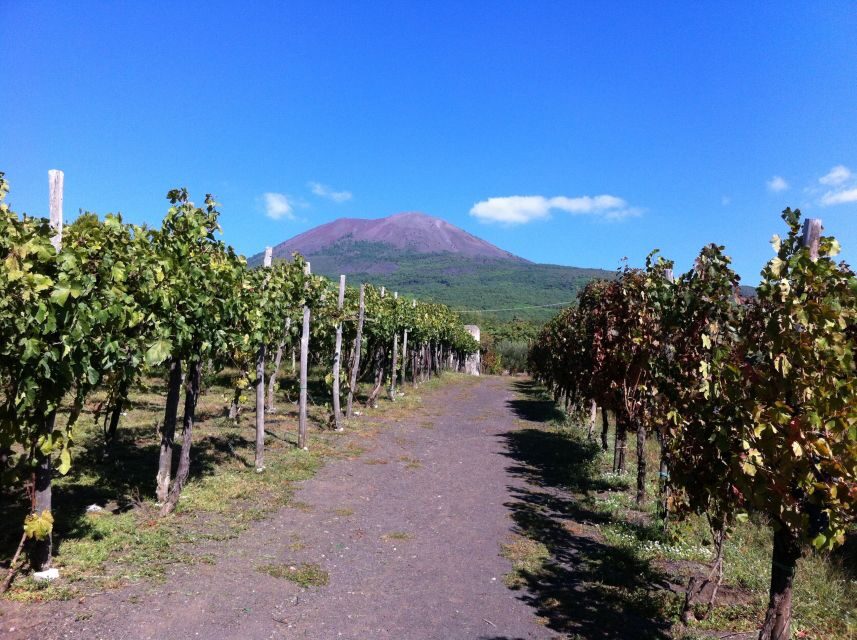 From Sorrento: Skip-the-Line Guided Vesuvius Hike and Lunch - Vineyard lunch and light wine tasting: good fuel, not a classroom