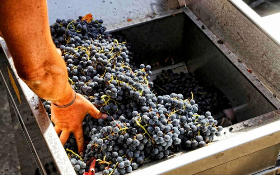 From Sorrento: Winery Tour, Tasting & Lunch - Key things to know before you go