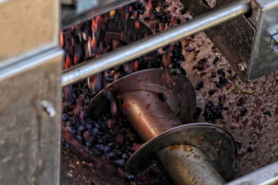 From Sorrento: Winery Tour, Tasting & Lunch - The winery tour and vineyard walk: what to expect in practice