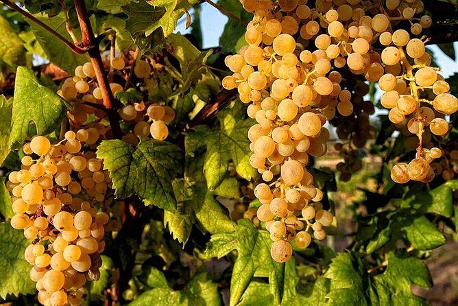 Full Day Small Group Pompeii Tour from Sorrento with Local Wine Tasting - The Pompeii walk in practice: what you’ll likely notice