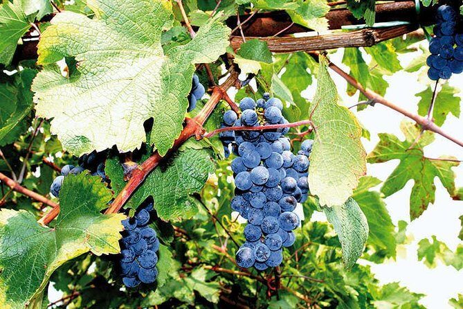 Full Day Small Group Pompeii Tour from Sorrento with Local Wine Tasting - Bosco de’ Medici winery lunch: where the day softens