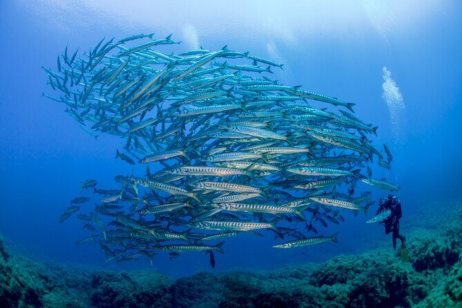 Guided diving for beginners without certification from Sorrento - Second session: 12 meters and the payoff for learning