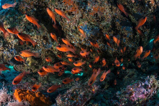 Guided diving for beginners without certification from Sorrento - Punta Campanella marine life: what you’ll actually be looking for