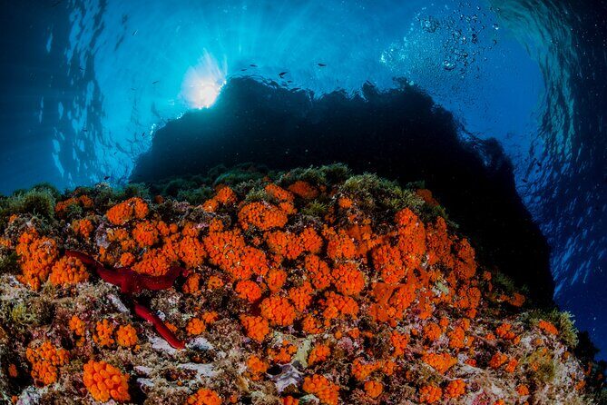 Guided diving for beginners without certification from Sorrento - Price and value: is $296.46 worth it?