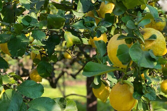 Guided tour of a historic lemon grove in Sorrento - Key things I’d mark on your shortlist