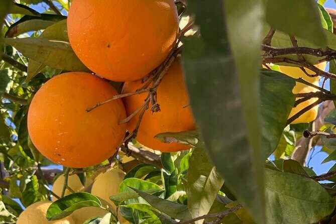 Guided tour of a historic lemon grove in Sorrento - What you’ll learn in the grove (and why it feels practical)