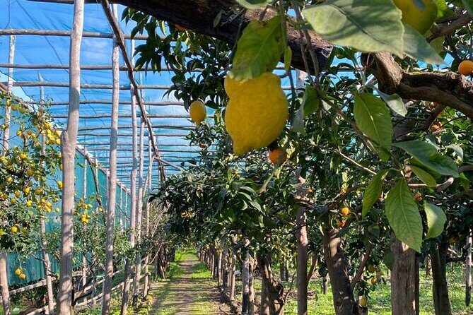 Guided tour of a historic lemon grove in Sorrento - Price and value: is $48.27 fair for 45 minutes?