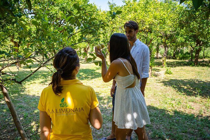 Guided tour of a historic lemon grove in Sorrento - Should you book La Limonaia’s lemon grove tour?