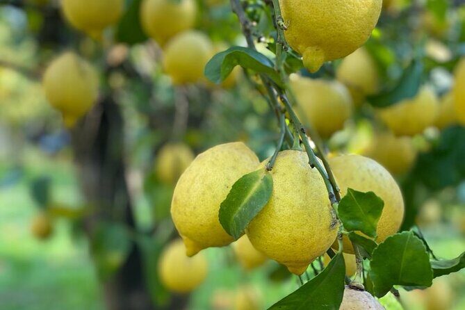 Guided tour of a historic lemon grove in Sorrento - The 45-minute flow: your guided lemon house visit